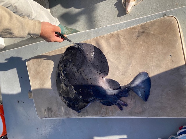 Fresh halibut catch on the deck of the Pescador
