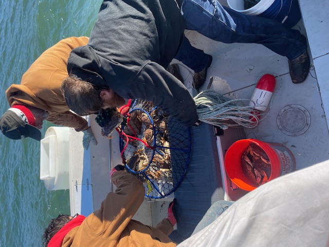 Crew hauling Dungeness crab net aboard the Pescador